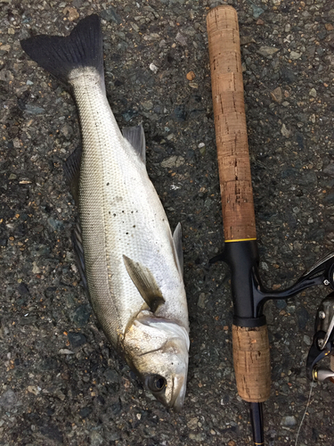 フッコ（マルスズキ）の釣果