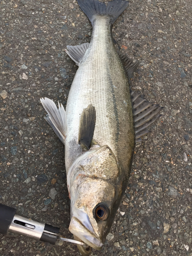 フッコ（マルスズキ）の釣果