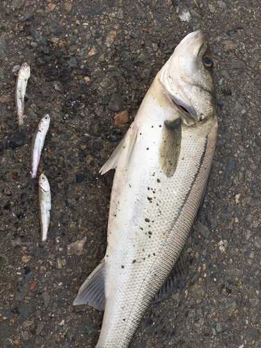 フッコ（マルスズキ）の釣果