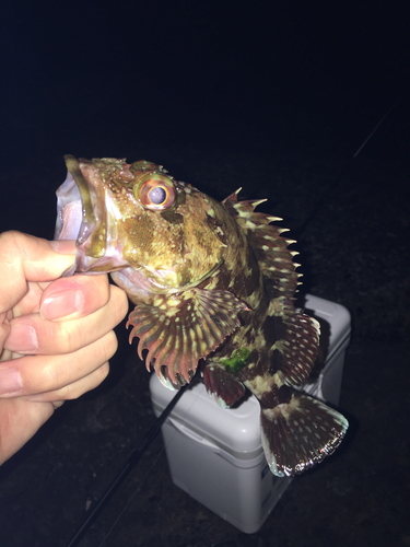 カサゴの釣果