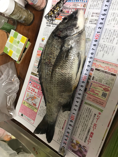 クロダイの釣果