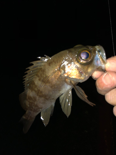 アカメバルの釣果