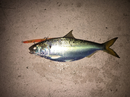 コノシロの釣果