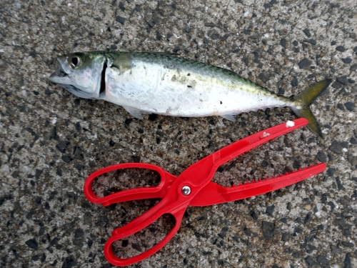 サバの釣果