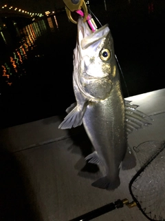 シーバスの釣果