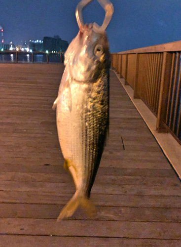 コノシロの釣果