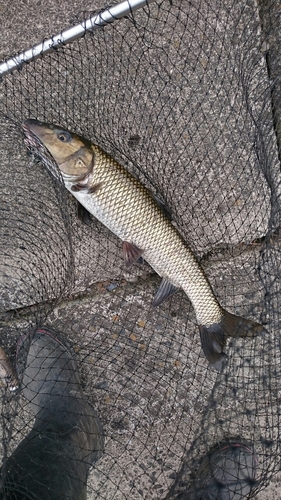 コイの釣果