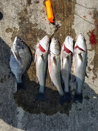 シーバスの釣果