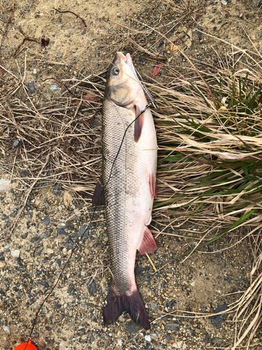 マルタウグイの釣果