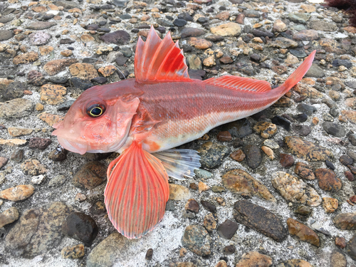 カナガシラの釣果