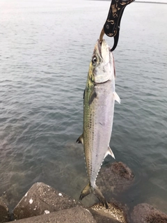 サワラの釣果