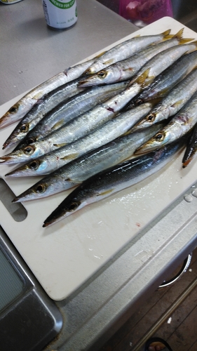 カマスの釣果