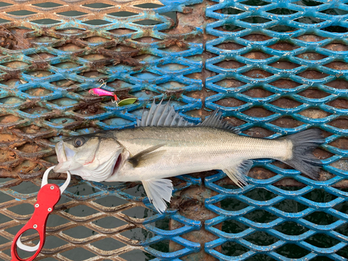 フッコ（マルスズキ）の釣果