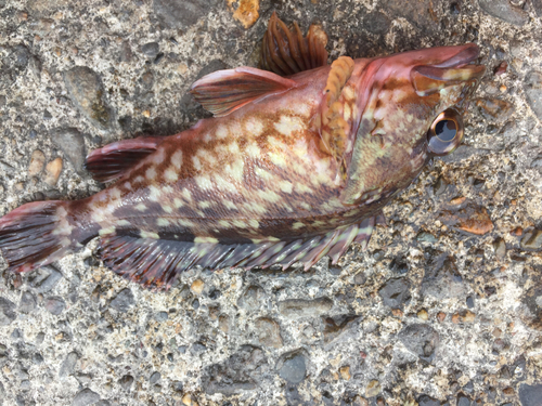 カサゴの釣果