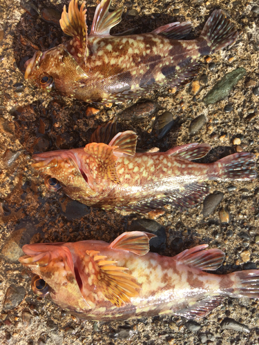 カサゴの釣果