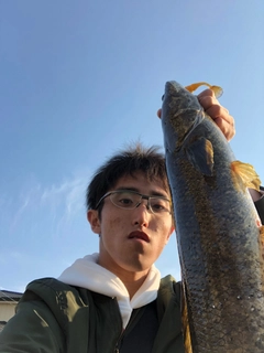 ライギョの釣果