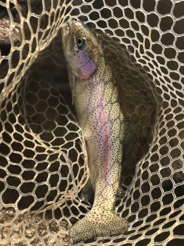 ニジマスの釣果