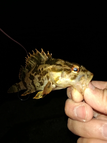 タケノコメバルの釣果