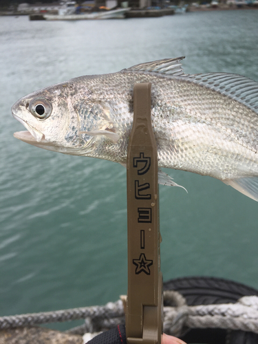 イシモチの釣果