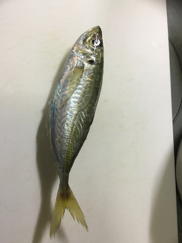 マアジの釣果