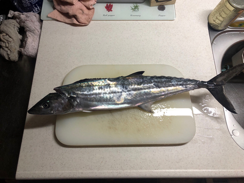 サゴシの釣果