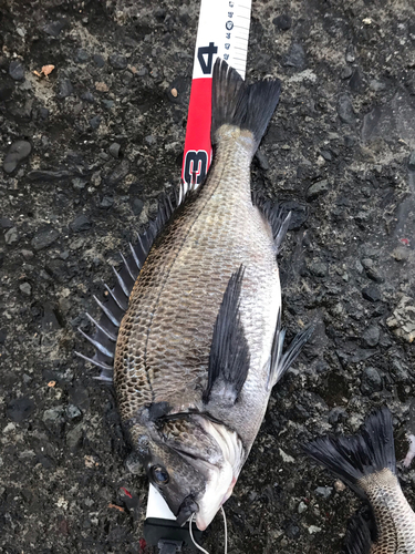 クロダイの釣果