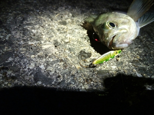 クロメバルの釣果