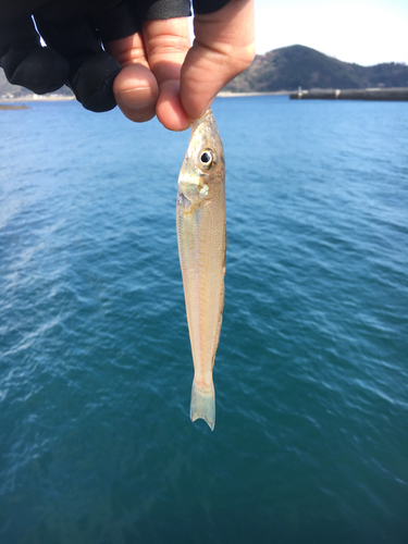 キスの釣果