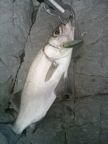 ヒラスズキの釣果