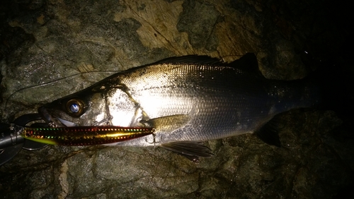 ヒラスズキの釣果