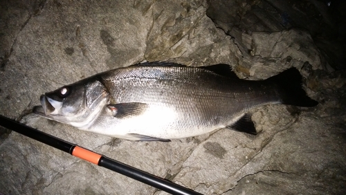 ヒラスズキの釣果