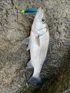 スズキの釣果