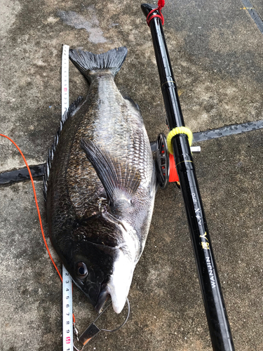 チヌの釣果