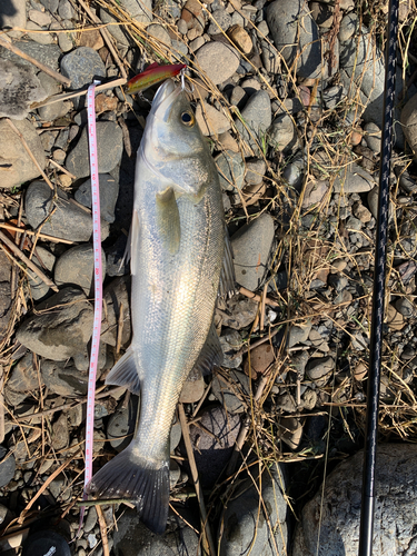 セイゴ（マルスズキ）の釣果