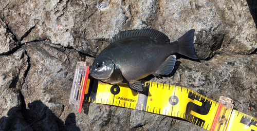 クチブトグレの釣果