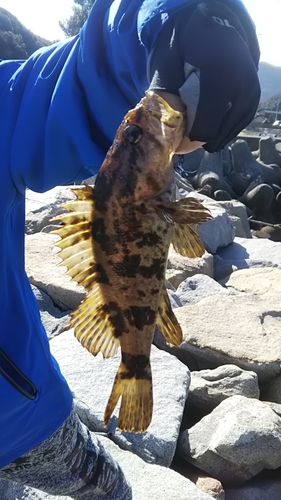 タケノコメバルの釣果