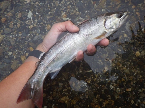 ヤマメの釣果