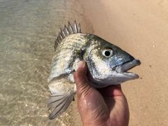 ミナミクロダイの釣果