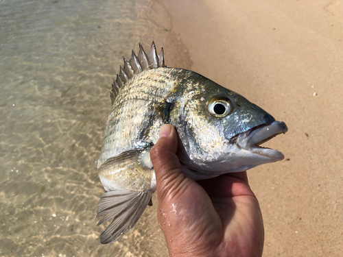 ミナミクロダイの釣果