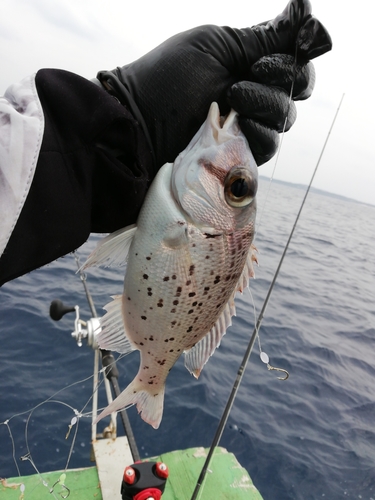 シロダイの釣果