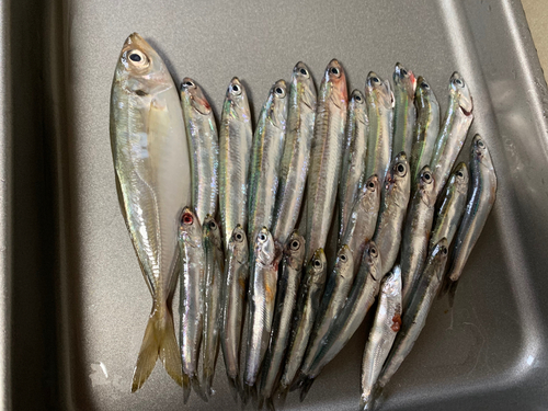 カタクチイワシの釣果