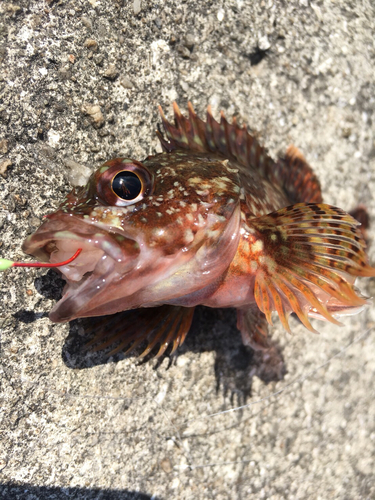 カサゴの釣果