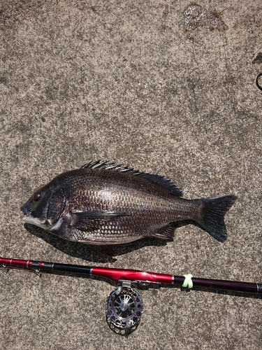 チヌの釣果