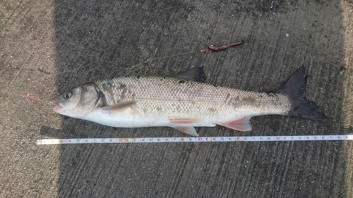 ウグイの釣果