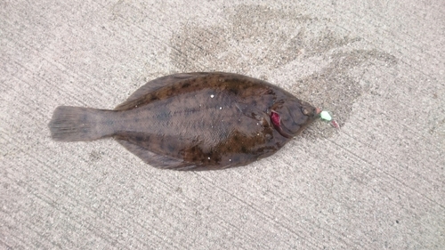 カレイの釣果