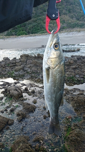 セイゴ（マルスズキ）の釣果