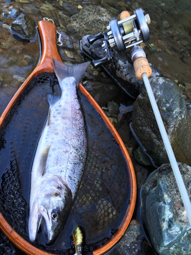 アマゴの釣果