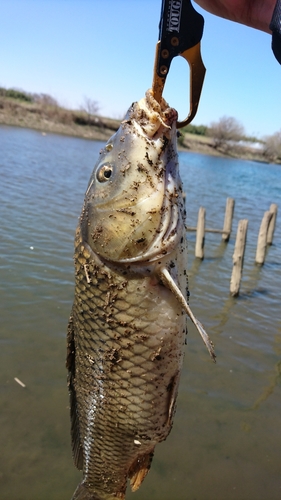 コイの釣果