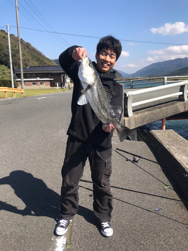 スズキの釣果