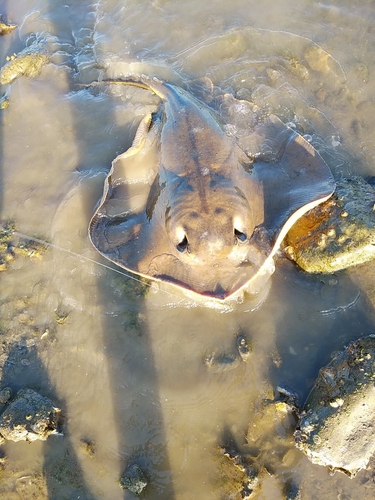 アカエイの釣果